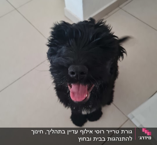 כלב שחור יושב על רצפה, נראה שמח